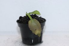 画像2: 【通販 水草】クリプトコリネ レギナ シルバークイーン1 SANGGAU カリマンタン ワイルド【個体販売】（陰性水草)（生体）（熱帯魚） (2)