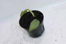 画像3: 【通販 水草】クリプトコリネ レギナ シルバークイーン1 SANGGAU カリマンタン ワイルド【個体販売】（陰性水草)（生体）（熱帯魚） (3)