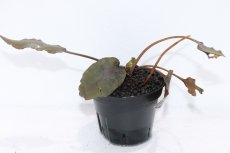 画像1: 【通販 水草】クリプトコリネ ユリシアエ リアウ ワイルド【個体販売】（陰性水草)（生体）（熱帯魚） (1)