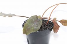 画像2: 【通販 水草】クリプトコリネ ユリシアエ リアウ ワイルド【個体販売】（陰性水草)（生体）（熱帯魚） (2)