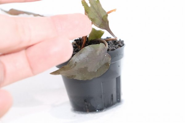 ゆゆゆぶり水草 通販 水草】クリプトコリネ ユリシアエ リアウ ワイルド【個体販売