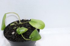 画像2: 【通販 水草】クリプトコリネ ストリオラータ グリーン SEKADAU カリマンタン ワイルド【個体販売】（陰性水草)（生体）（熱帯魚） (2)