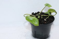 画像3: 【通販 水草】クリプトコリネ ストリオラータ グリーン SEKADAU カリマンタン ワイルド【個体販売】（陰性水草)（生体）（熱帯魚） (3)
