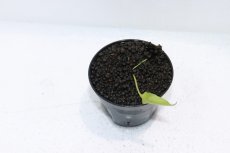 画像3: 【通販 水草】クリプトコリネ イデイイ EAST KOTAWARINGIN カリマンタン ワイルド【個体販売】（陰性水草)（生体）（熱帯魚） (3)