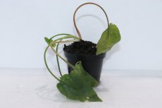 画像1: 【通販 水草】クリプトコリネ フスカ BELITUNG バンカブリトゥン ワイルド【個体販売】（陰性水草)（生体）（熱帯魚） (1)