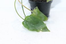 画像2: 【通販 水草】クリプトコリネ フスカ BELITUNG バンカブリトゥン ワイルド【個体販売】（陰性水草)（生体）（熱帯魚） (2)