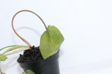 画像3: 【通販 水草】クリプトコリネ フスカ BELITUNG バンカブリトゥン ワイルド【個体販売】（陰性水草)（生体）（熱帯魚） (3)