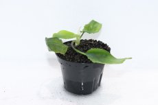 画像1: 【通販 水草】クリプトコリネ ストリオラータ グリーンボーダー カリマンタン ワイルド【個体販売】（陰性水草)（生体）（熱帯魚） (1)