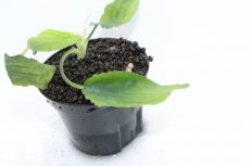 画像2: 【通販 水草】クリプトコリネ ストリオラータ グリーンボーダー カリマンタン ワイルド【個体販売】（陰性水草)（生体）（熱帯魚） (2)