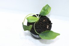 画像3: 【通販 水草】クリプトコリネ ストリオラータ グリーンボーダー カリマンタン ワイルド【個体販売】（陰性水草)（生体）（熱帯魚） (3)