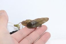 画像2: 【通販 水草】クリプトコリネ シュルツイ パープル LINGGA リアウ ワイルド【個体販売】（陰性水草)（生体）（熱帯魚） (2)