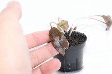 画像3: 【通販 水草】クリプトコリネ シュルツイ パープル LINGGA リアウ ワイルド【個体販売】（陰性水草)（生体）（熱帯魚） (3)