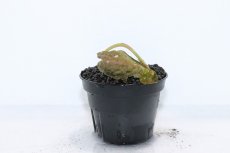 画像1: 【通販 水草】クリプトコリネ ヒュードロイ BENGKAYANG カリマンタン ワイルド【個体販売】（陰性水草)（生体）（熱帯魚） (1)