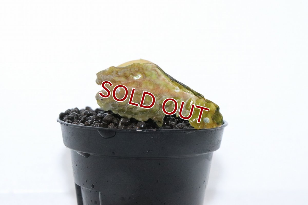 画像2: 【通販 水草】クリプトコリネ ヒュードロイ BENGKAYANG カリマンタン ワイルド【個体販売】（陰性水草)（生体）（熱帯魚） (2)