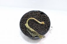 画像3: 【通販 水草】クリプトコリネ ヒュードロイ BENGKAYANG カリマンタン ワイルド【個体販売】（陰性水草)（生体）（熱帯魚） (3)