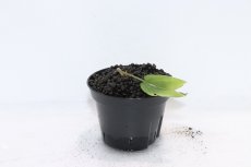 画像1: 【通販 水草】クリプトコリネ ユウジィ VAR ヘンドリキィ SEKADAU カリマンタン ワイルド【個体販売】（陰性水草)（生体）（熱帯魚） (1)