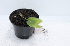 画像2: 【通販 水草】クリプトコリネ ユウジィ VAR ヘンドリキィ SEKADAU カリマンタン ワイルド【個体販売】（陰性水草)（生体）（熱帯魚） (2)