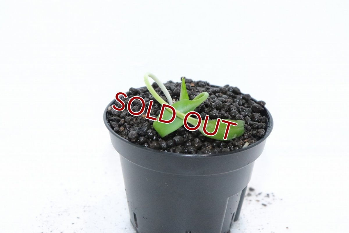 画像2: 【通販 水草】クリプトコリネ レギナ シルバークイーン2 SANGGAU カリマンタン ワイルド【個体販売】（陰性水草)（生体）（熱帯魚） (2)