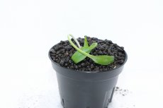 画像2: 【通販 水草】クリプトコリネ レギナ シルバークイーン2 SANGGAU カリマンタン ワイルド【個体販売】（陰性水草)（生体）（熱帯魚） (2)