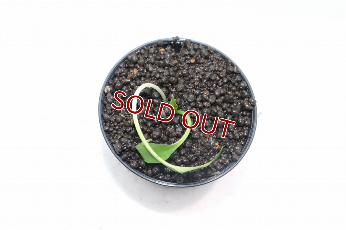 画像3: 【通販 水草】クリプトコリネ レギナ シルバークイーン2 SANGGAU カリマンタン ワイルド【個体販売】（陰性水草)（生体）（熱帯魚） (3)