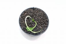 画像3: 【通販 水草】クリプトコリネ レギナ シルバークイーン2 SANGGAU カリマンタン ワイルド【個体販売】（陰性水草)（生体）（熱帯魚） (3)