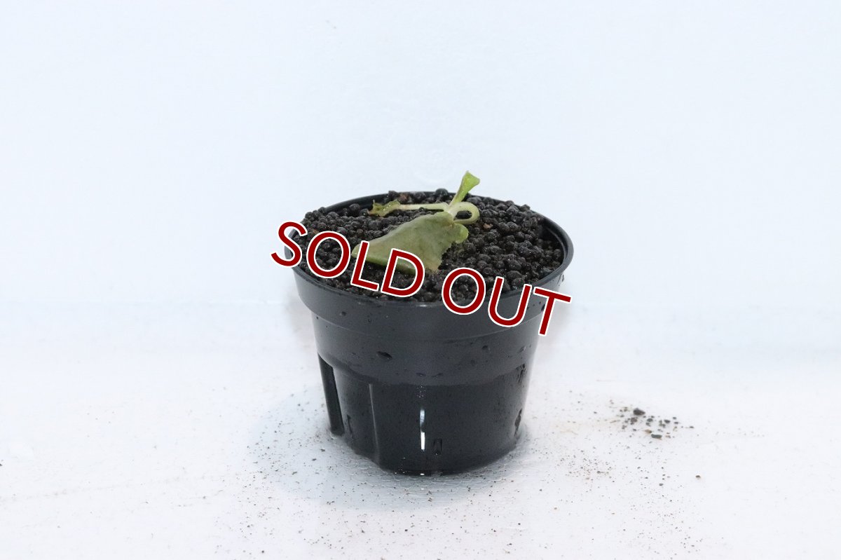 画像1: 【通販 水草】クリプトコリネ ストリオラータミニ KAPUAS HULU カリマンタン ワイルド【個体販売】（陰性水草)（生体）（熱帯魚） (1)