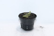 画像1: 【通販 水草】クリプトコリネ ストリオラータミニ KAPUAS HULU カリマンタン ワイルド【個体販売】（陰性水草)（生体）（熱帯魚） (1)