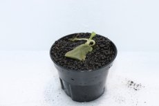 画像2: 【通販 水草】クリプトコリネ ストリオラータミニ KAPUAS HULU カリマンタン ワイルド【個体販売】（陰性水草)（生体）（熱帯魚） (2)