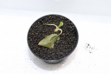 画像3: 【通販 水草】クリプトコリネ ストリオラータミニ KAPUAS HULU カリマンタン ワイルド【個体販売】（陰性水草)（生体）（熱帯魚） (3)