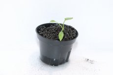 画像2: 【通販 水草】No1 クリプトコリネ ヌーリー リンガ4 リアウ ワイルド【個体販売】（陰性水草)（生体）（熱帯魚） (2)