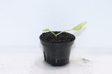 画像1: 【通販 水草】No2 クリプトコリネ ヌーリー リンガ4 リアウ ワイルド【個体販売】（陰性水草)（生体）（熱帯魚） (1)