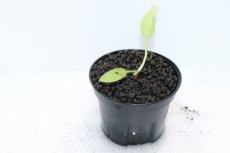 画像2: 【通販 水草】No2 クリプトコリネ ヌーリー リンガ4 リアウ ワイルド【個体販売】（陰性水草)（生体）（熱帯魚） (2)