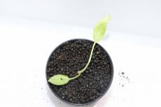 画像3: 【通販 水草】No2 クリプトコリネ ヌーリー リンガ4 リアウ ワイルド【個体販売】（陰性水草)（生体）（熱帯魚） (3)