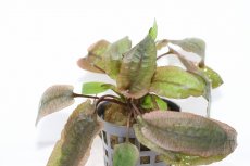 画像3: 【通販 水草】クリプトコリネ フラミンゴ(輸入品)【1ポット サンプル画像】（陰性水草)（生体）（熱帯魚） (3)