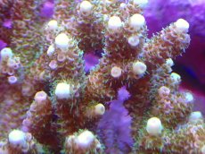 画像2: 【サンゴ】【通販】ブリードミドリイシsp. (美カラー）（個体販売）（±9ｃｍ）No.46（生体）（サンゴ） (2)
