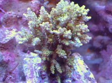 画像1: 【サンゴ】【通販】ブリードミドリイシsp. (美カラー）（個体販売）（±9ｃｍ）No.70（生体）（サンゴ） (1)