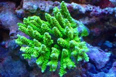 画像1: 【サンゴ】【通販】Wildミドリイシsp.（美カラー）（個体販売）（±12ｘ11ｃｍ）No.6（生体）（サンゴ） (1)
