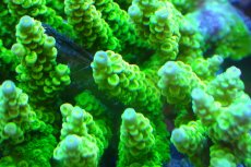 画像2: 【サンゴ】【通販】Wildミドリイシsp.（美カラー）（個体販売）（±12ｘ11ｃｍ）No.6（生体）（サンゴ） (2)