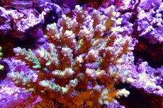 画像1: 【サンゴ】【通販】Wildミドリイシsp.（美カラー）（個体販売）（±13ｘ13ｃｍ）No.18（生体）（サンゴ） (1)