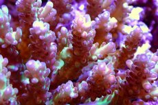 画像2: 【サンゴ】【通販】Wildミドリイシsp.（美カラー）（個体販売）（±13ｘ13ｃｍ）No.18（生体）（サンゴ） (2)