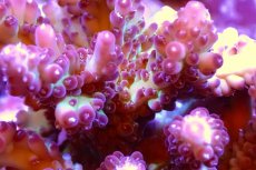 画像2: 【サンゴ】【通販】ブリードミドリイシsp.（美カラー）（個体販売）（±11ｃｍ）No.44（生体）（サンゴ） (2)