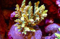 画像1: 【サンゴ】【通販】ブリードミドリイシsp.（美カラー）（個体販売）（±9ｃｍ）No.45（生体）（サンゴ） (1)