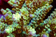 画像2: 【サンゴ】【通販】ブリードミドリイシsp.（美カラー）（個体販売）（±9ｃｍ）No.45（生体）（サンゴ） (2)