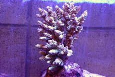 画像1: 【サンゴ】【通販】ブリードミドリイシsp.（美カラー）（個体販売）（±13ｃｍ）No.50（生体）（サンゴ） (1)