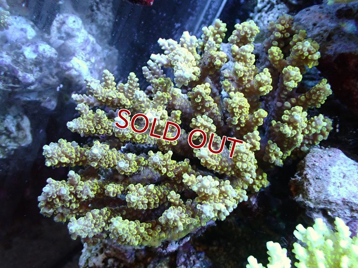 画像1: 【アーリーサマーセール20%OFF対象商品 サンゴ・イソギンチャク】【サンゴ】【通販】Wild ミドリイシsp. (美カラー/Lサイズ）（個体販売）（±14ｘ10ｃｍ）No.4（生体）（サンゴ） (1)