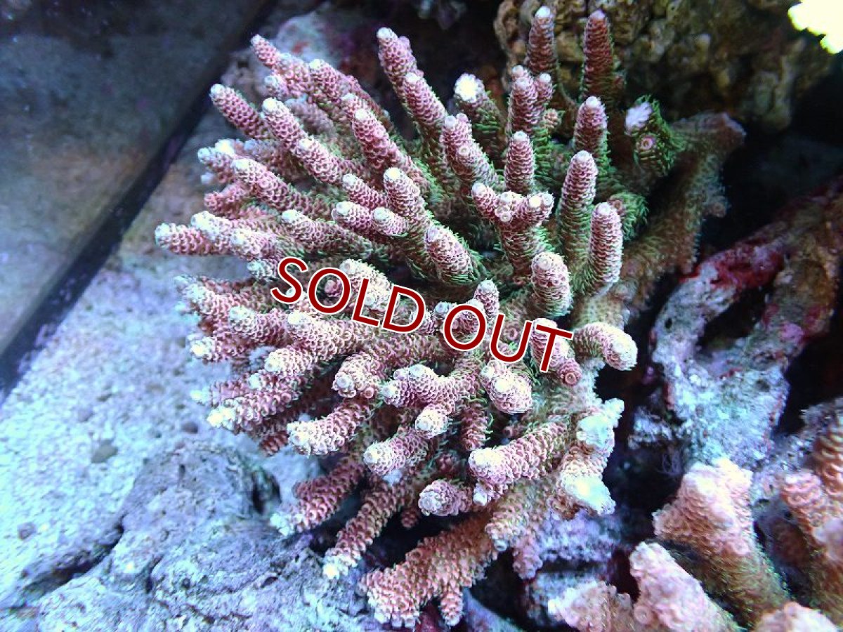 画像1: 【アーリーサマーセール20%OFF対象商品 サンゴ・イソギンチャク】【サンゴ】【通販】Wild ミドリイシsp. (美カラー/Lサイズ）（個体販売）（±15ｘ15ｃｍ）No.6（生体）（サンゴ） (1)