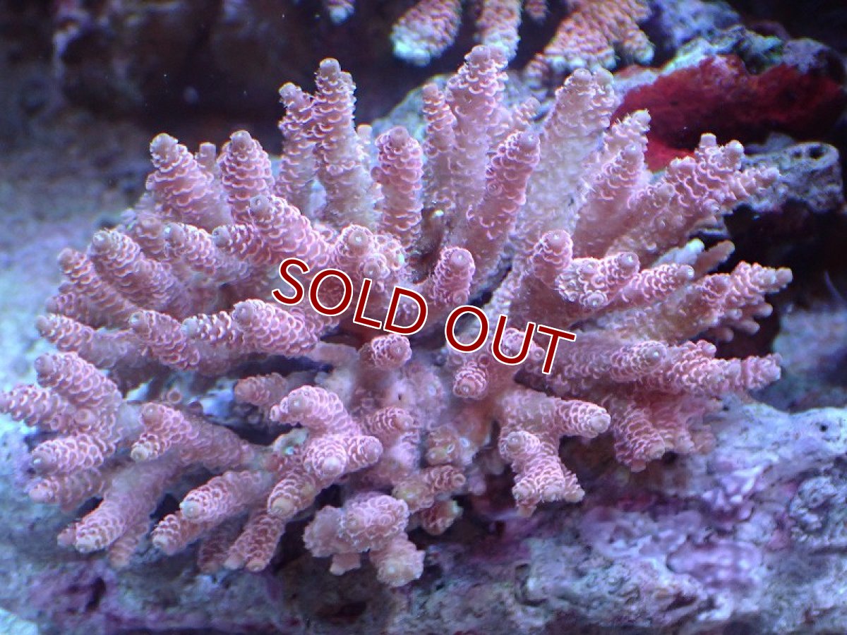 画像1: 【アーリーサマーセール20%OFF対象商品 サンゴ・イソギンチャク】【サンゴ】【通販】Wild ミドリイシsp. (美カラー/Mサイズ）（個体販売）（±11ｘ9ｃｍ）No.8（生体）（サンゴ） (1)