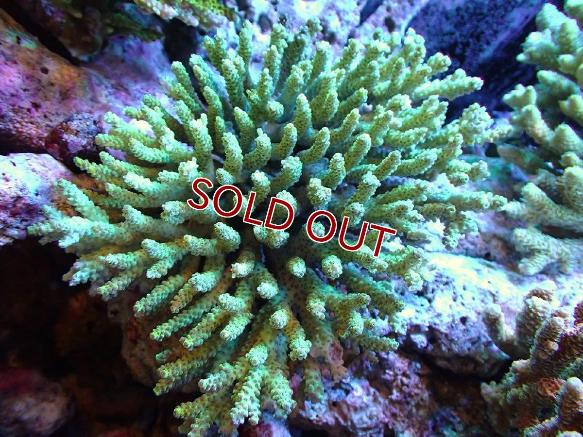 画像1: 【アーリーサマーセール20%OFF対象商品 サンゴ・イソギンチャク】【サンゴ】【通販】Wild ミドリイシsp. (美カラー/Lサイズ）（個体販売）（±15ｘ12ｃｍ）No.11（生体）（サンゴ） (1)