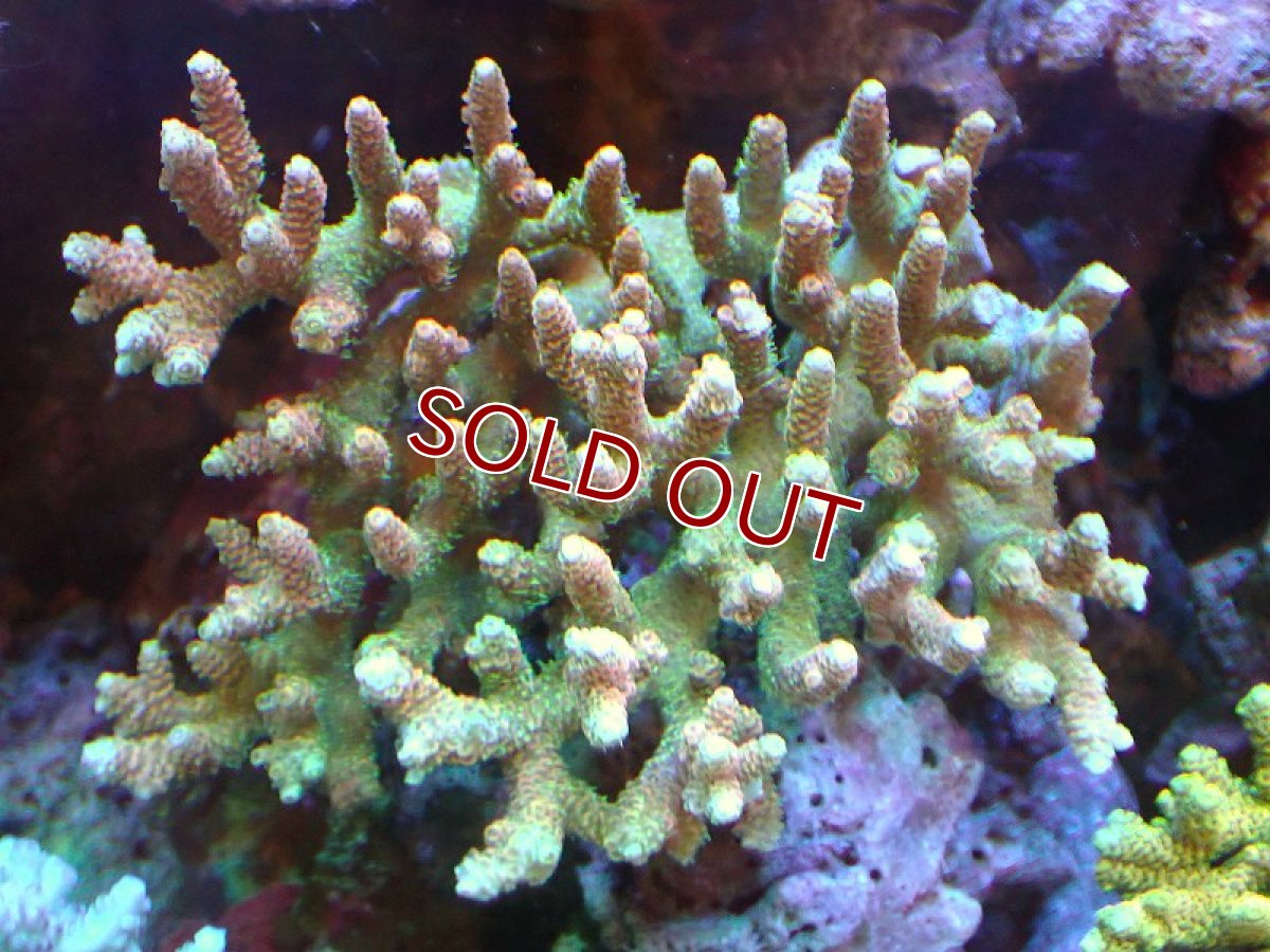 画像1: 【アーリーサマーセール20%OFF対象商品 サンゴ・イソギンチャク】【サンゴ】【通販】Wild ミドリイシsp. (美カラー/Mサイズ）（個体販売）（±14ｘ12ｃｍ）No.14（生体）（サンゴ） (1)