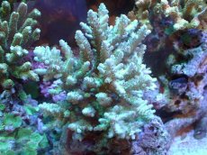画像1: 【アーリーサマーセール20%OFF対象商品 サンゴ・イソギンチャク】【サンゴ】【通販】Wild ミドリイシsp. (ロリペス/Mサイズ）（個体販売）（±13ｘ12ｃｍ）No.16（生体）（サンゴ） (1)